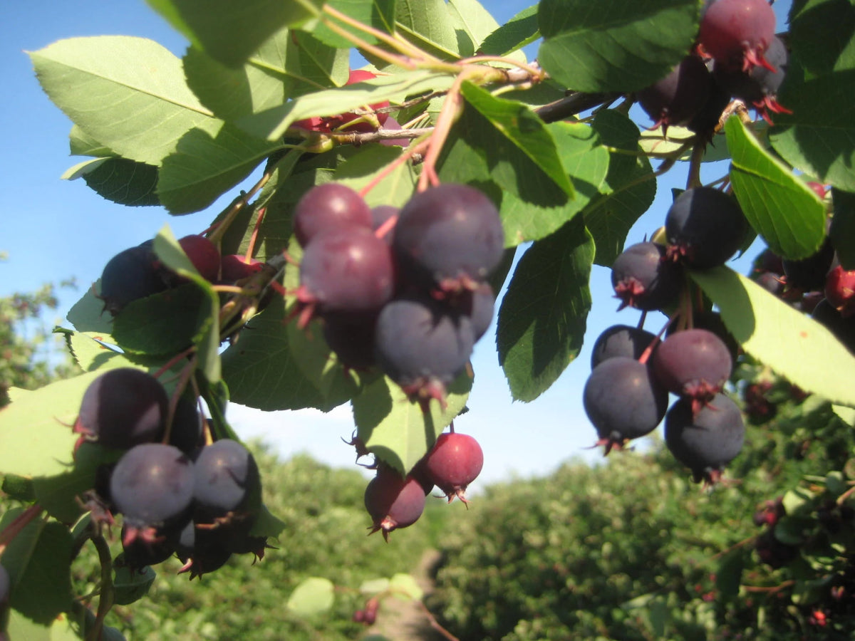 Riverbend Orchards Saskatoon Berry Spread