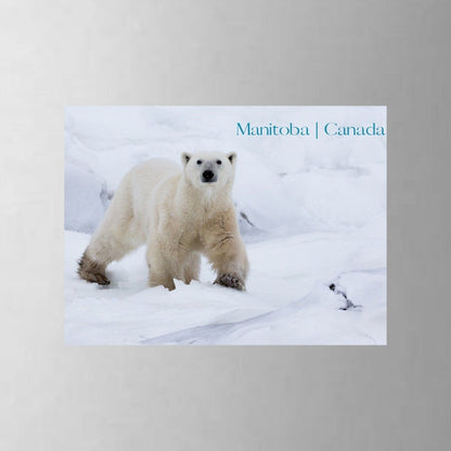 From My Angle Photography - MagnetsRefrigerator MagnetsPolar Bear Standing