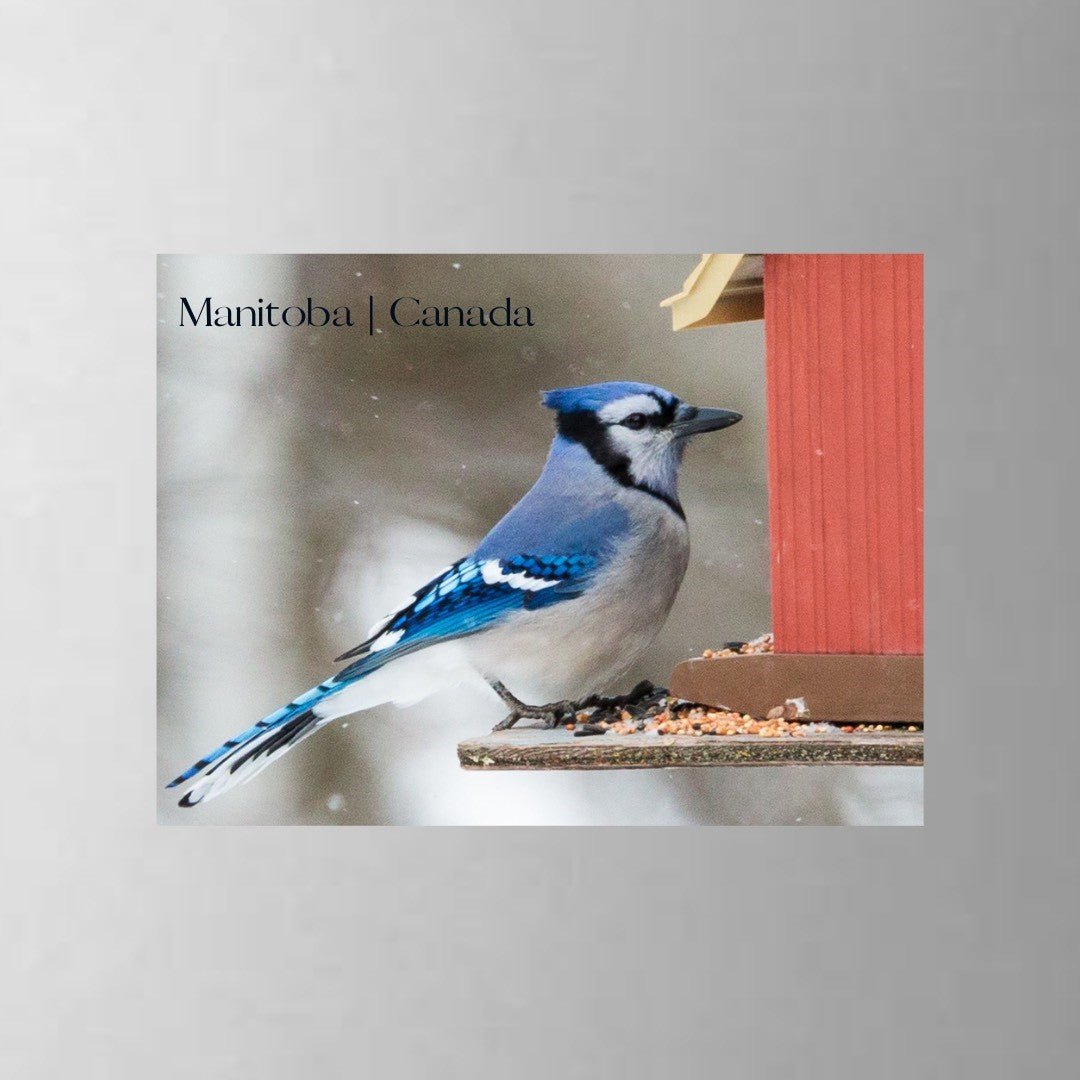 From My Angle Photography - MagnetsRefrigerator MagnetsBlue Jay