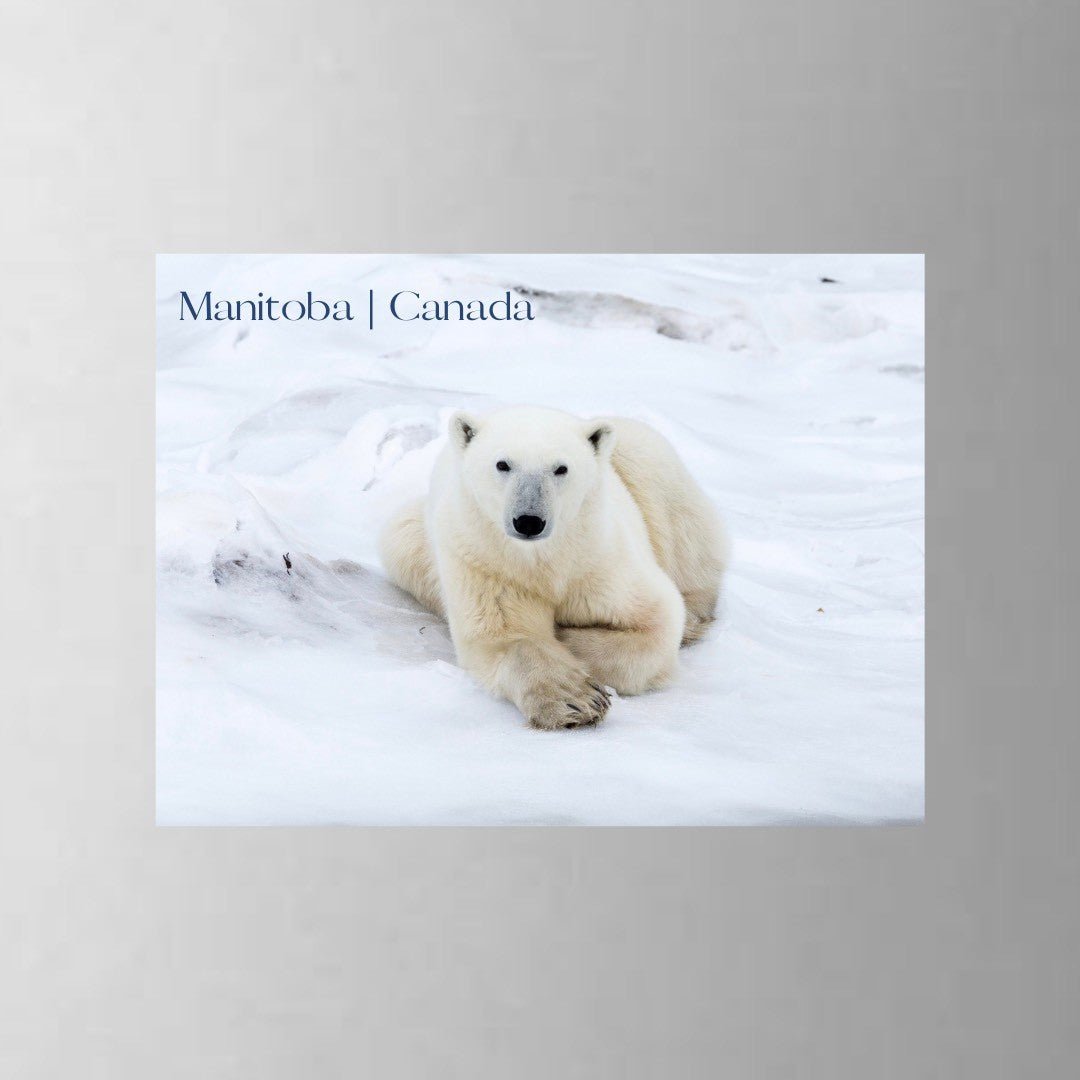 From My Angle Photography - MagnetsRefrigerator MagnetsPolar Bear Lying Down